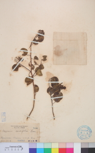 Specimen thumbnail